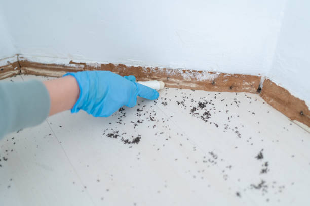 Best Best Pest Control Companies  in Saltville, VA